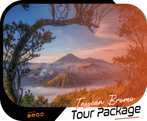 tessacansbromox pack2